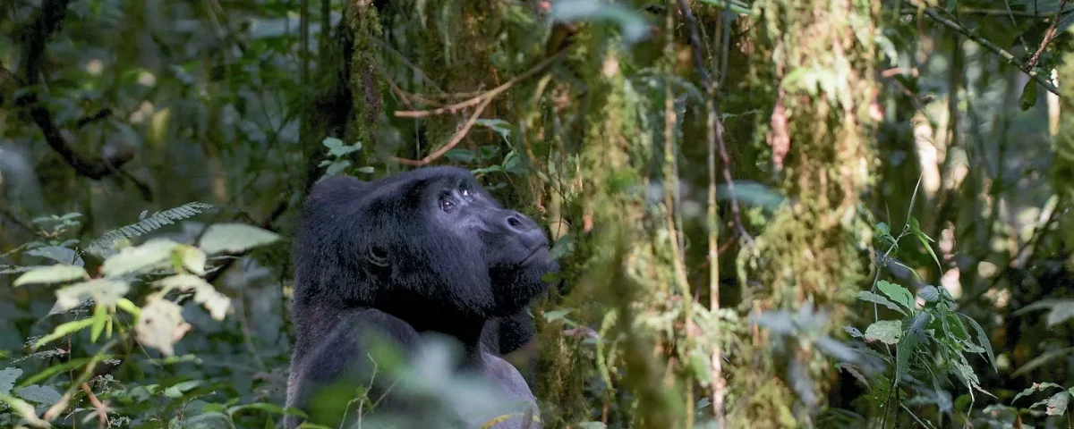 Where to Go Gorilla Trekking in Uganda?