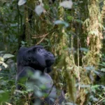 Where to Go Gorilla Trekking in Uganda?