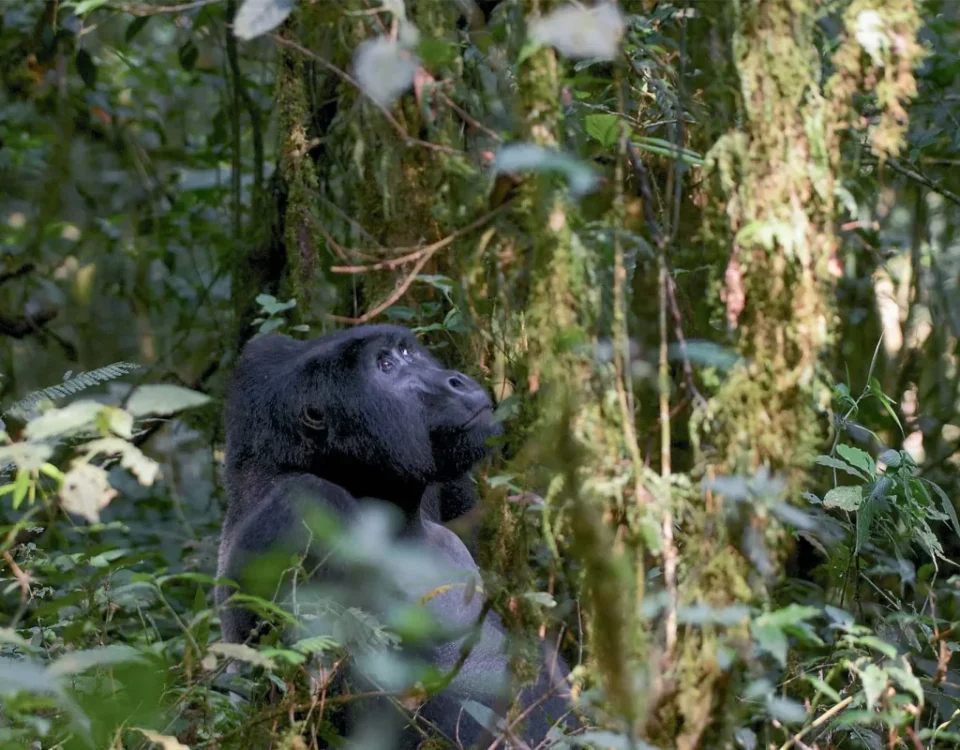 Where to Go Gorilla Trekking in Uganda?