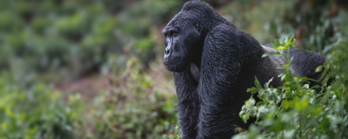 Can I Combine Culture with Wildlife?