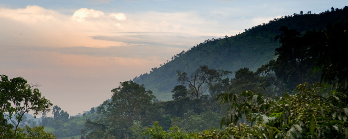 Bwindi Impenetrable National Park Uganda Gorilla Trekking Safari