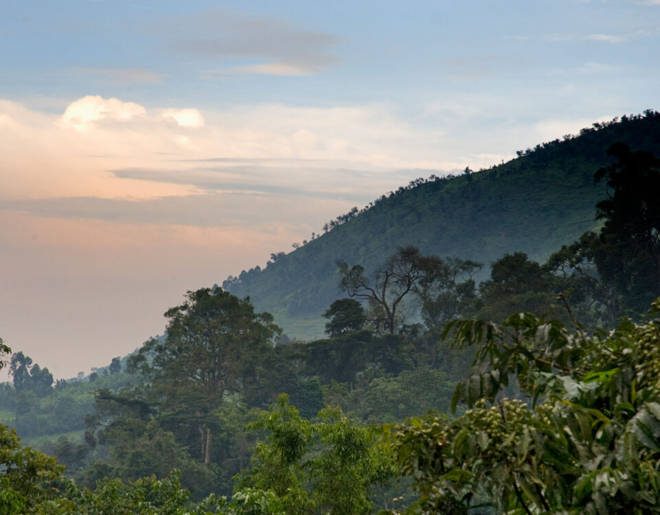 Bwindi Impenetrable National Park Uganda Gorilla Trekking Safari