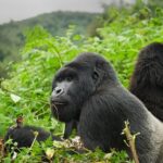 Which Month Is Best for Gorilla Trekking in Uganda?