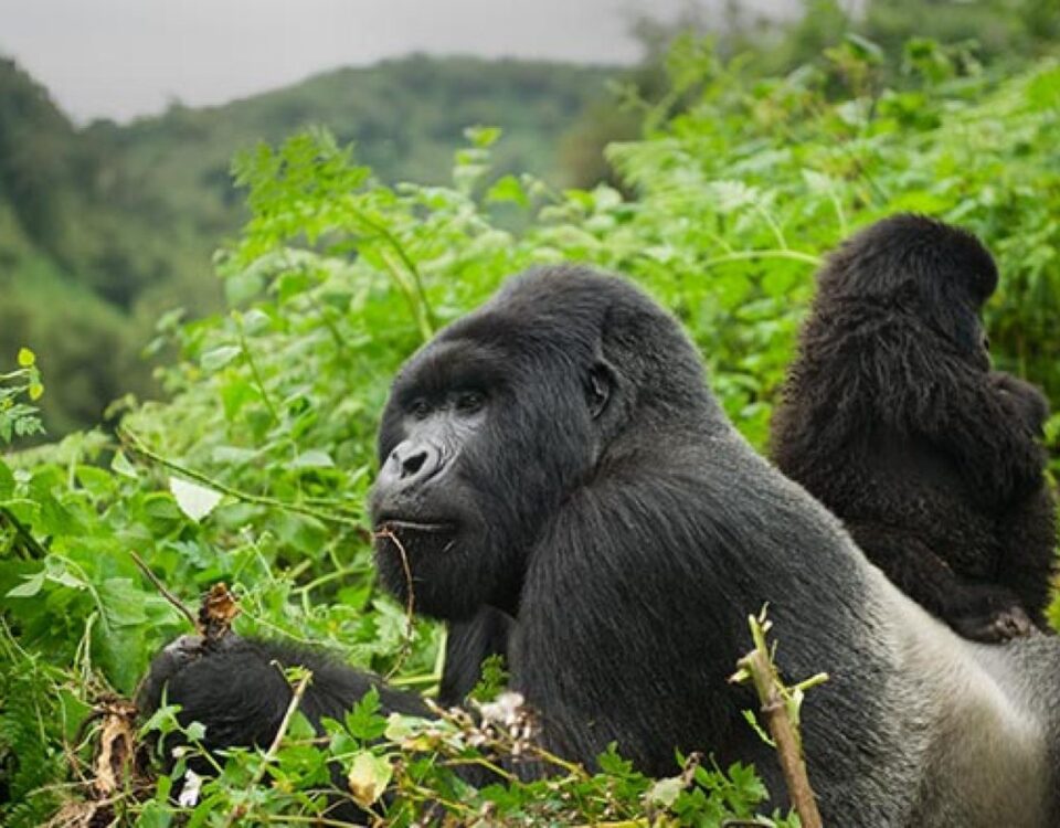 Which Month Is Best for Gorilla Trekking in Uganda?