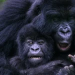 How Much Does It Cost to Go Gorilla Trekking in Uganda?