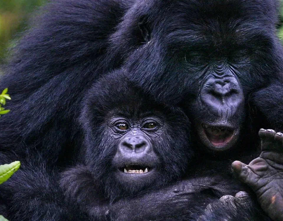 How Much Does It Cost to Go Gorilla Trekking in Uganda?