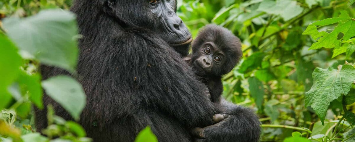 How Fit Do You Need to Be for Gorilla Trekking?