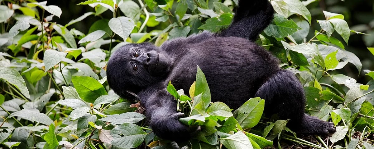 What Is the Cheapest Way to See Gorillas in Uganda?