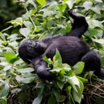 What Is the Cheapest Way to See Gorillas in Uganda?