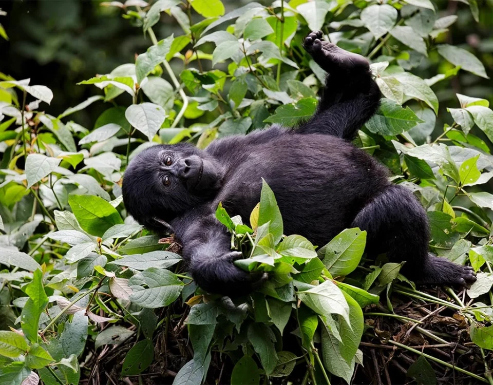What Is the Cheapest Way to See Gorillas in Uganda?