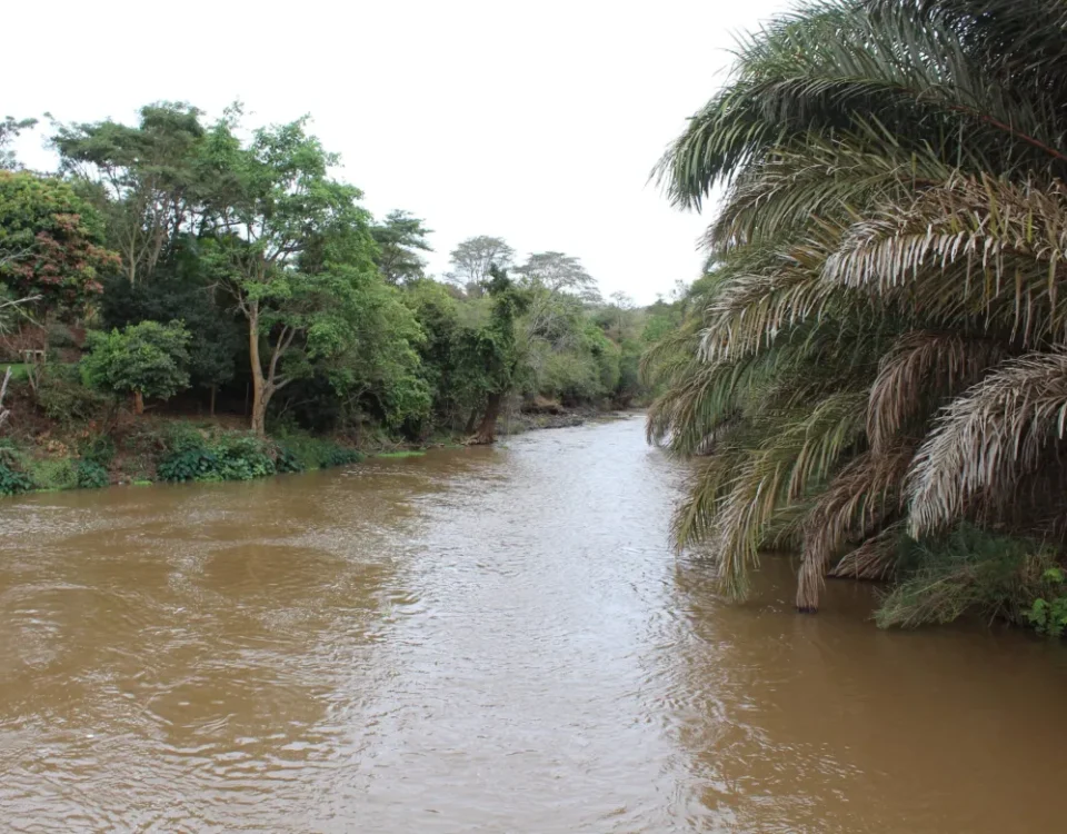 Where Does the River Sagana Come From in Kenya?
