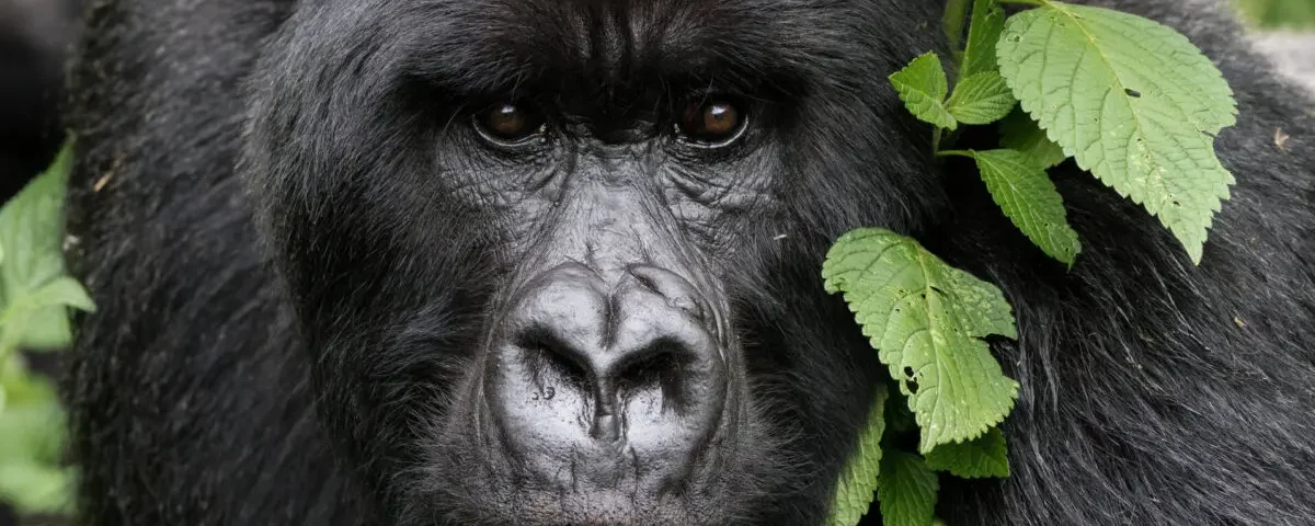 What Is the Age Limit for Gorilla Trekking in Uganda?