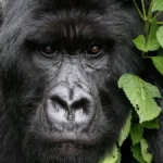 What Is the Age Limit for Gorilla Trekking in Uganda?