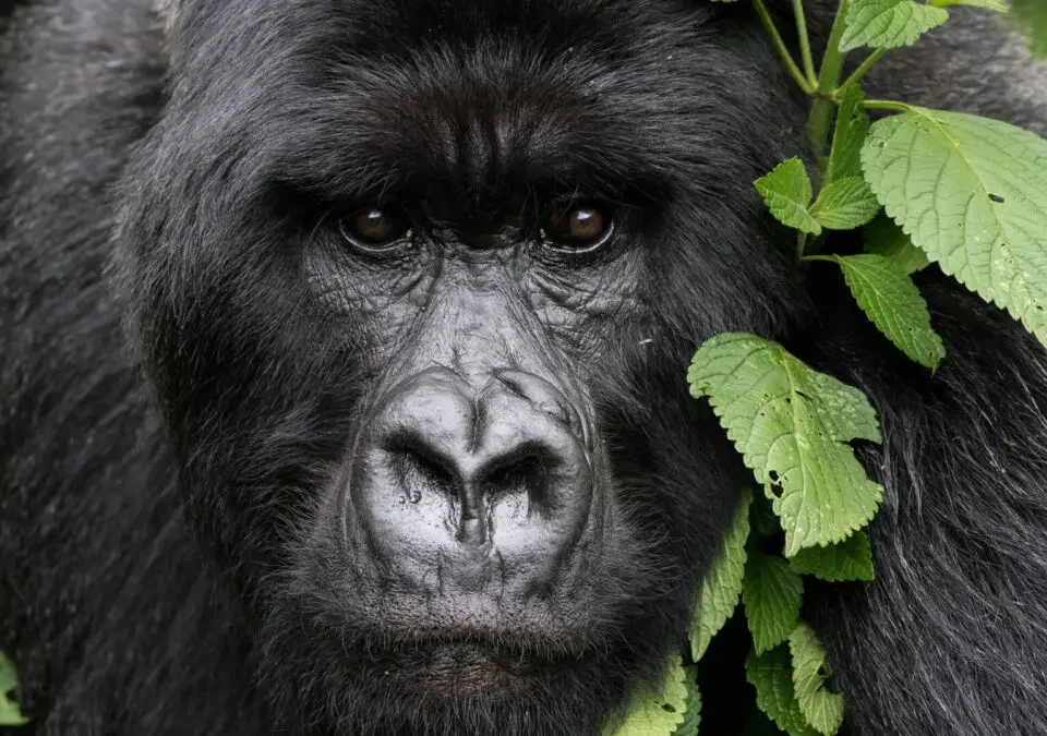 What Is the Age Limit for Gorilla Trekking in Uganda?