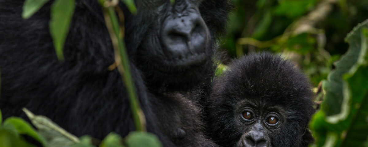 Do Gorillas Have Any Predators?