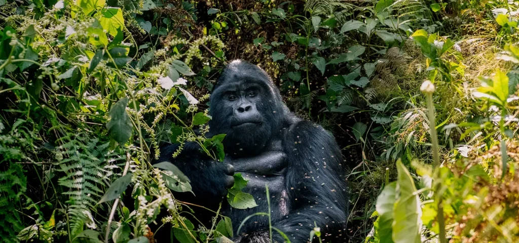 How Difficult Is Gorilla Trekking in Uganda?