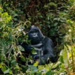 How Difficult Is Gorilla Trekking in Uganda?