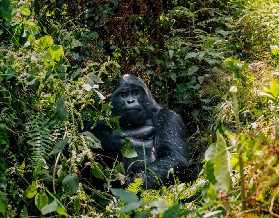 How Difficult Is Gorilla Trekking in Uganda?