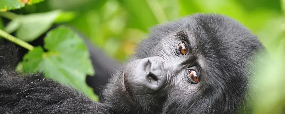 Is It Safe to Travel to Uganda for Gorilla Trekking?
