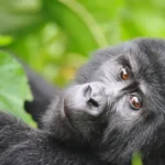 Is It Safe to Travel to Uganda for Gorilla Trekking?