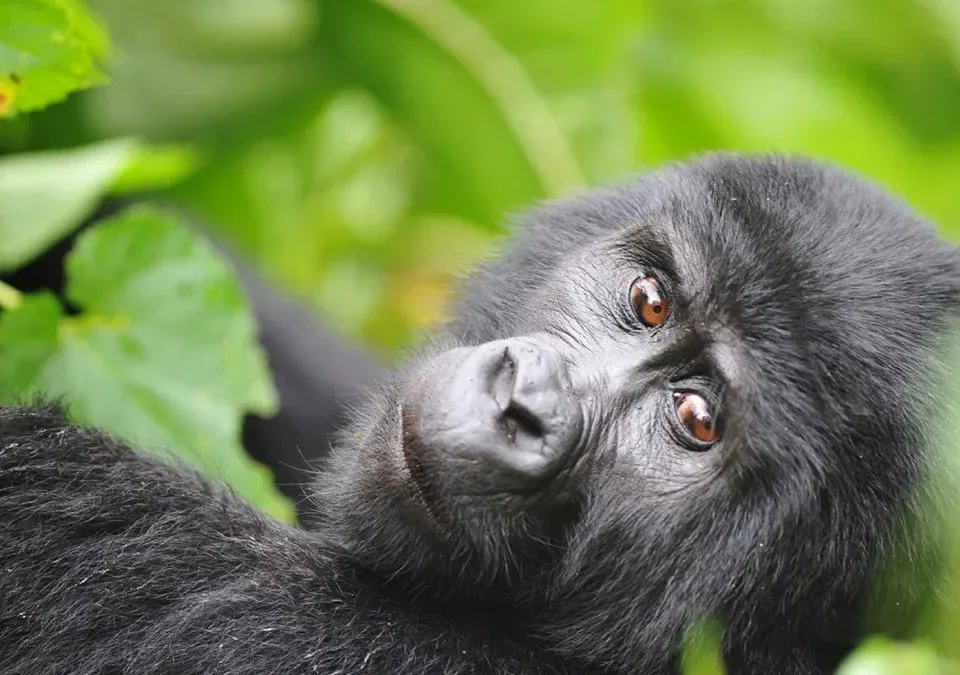 Is It Safe to Travel to Uganda for Gorilla Trekking?