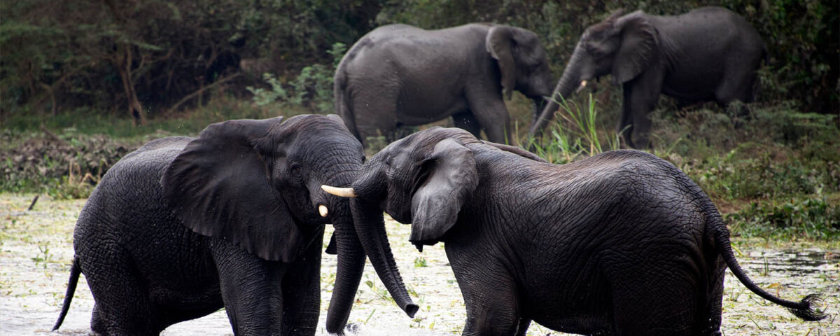 What’s Included in a Typical Uganda Safari Package?