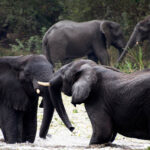 What’s Included in a Typical Uganda Safari Package?