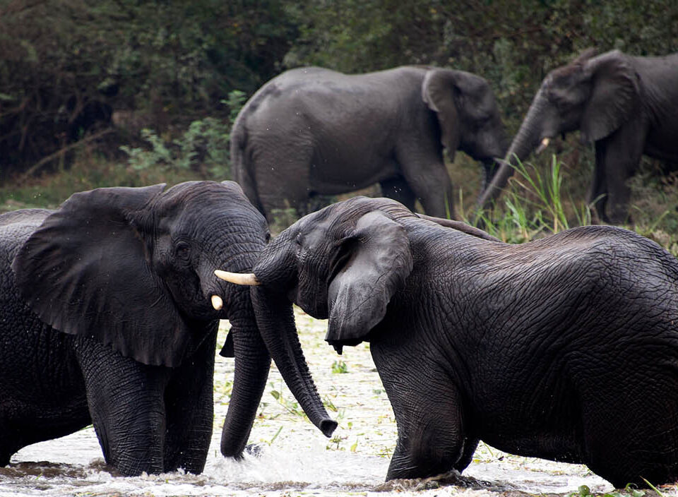 What’s Included in a Typical Uganda Safari Package?