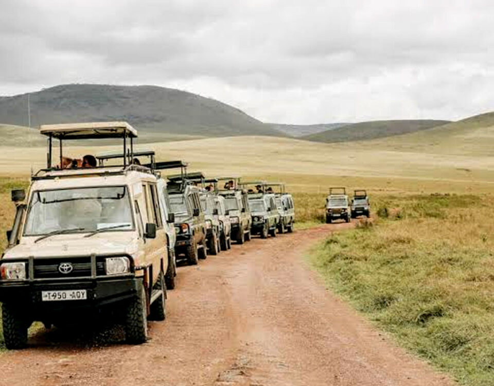 How Do I Book a Reliable Uganda Safari Tour?