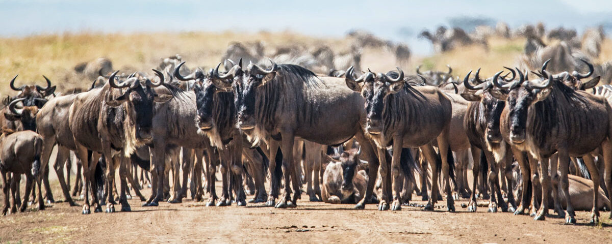 How Much Does a 7 Day Safari Cost?