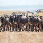 How Much Does a 7 Day Safari Cost?