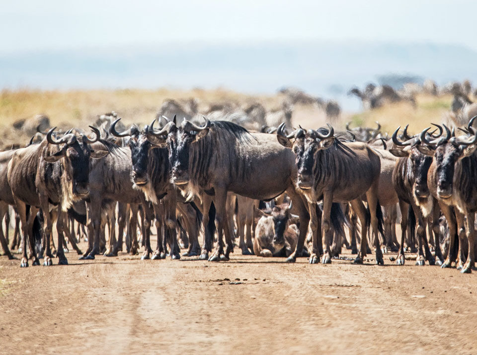 How Much Does a 7 Day Safari Cost?