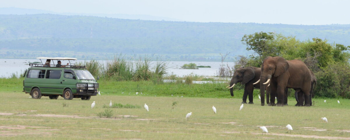 What Is the Best Time for a Game Drive?