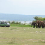 What Is the Best Time for a Game Drive?