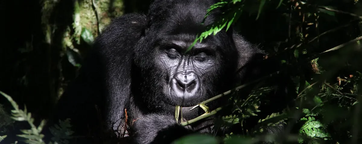 What Permits Do I Need for Gorilla Trekking in Uganda?