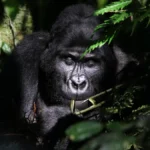 What Permits Do I Need for Gorilla Trekking in Uganda?