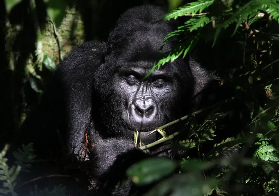 What Permits Do I Need for Gorilla Trekking in Uganda?