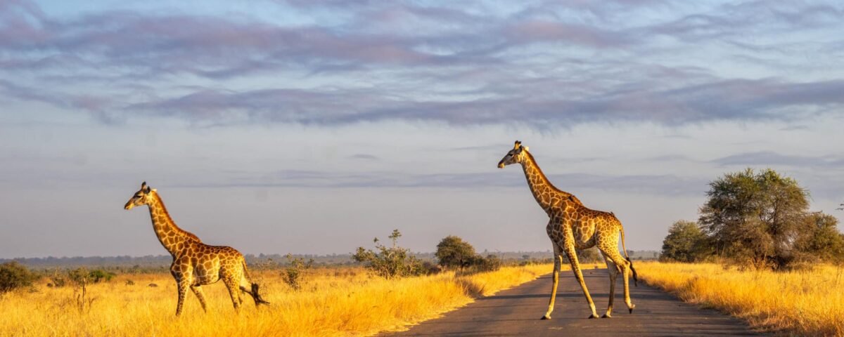 How Much Does a 4 Day Safari Cost?