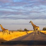 How Much Does a 4 Day Safari Cost?