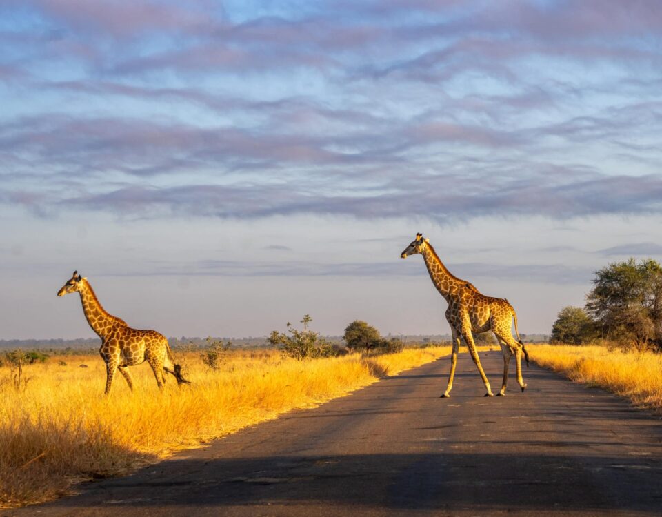 How Much Does a 4 Day Safari Cost?