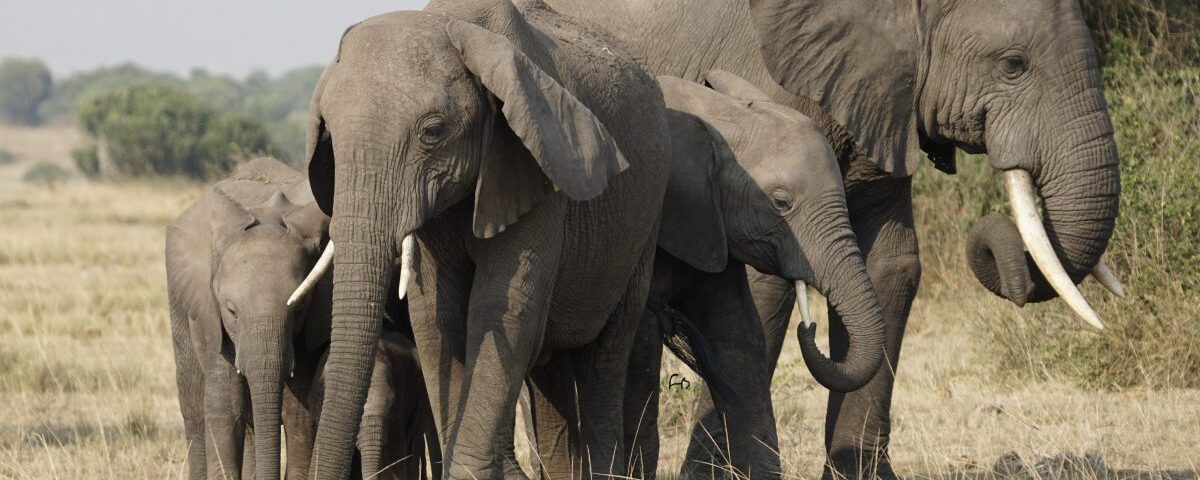 How Many Days Are Enough for Masai Mara?