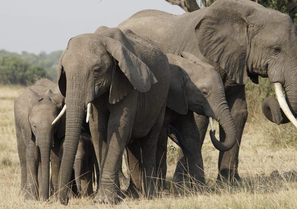 How Many Days Are Enough for Masai Mara?