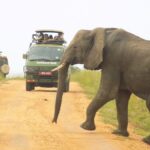 How Much Do Game Drives Cost?