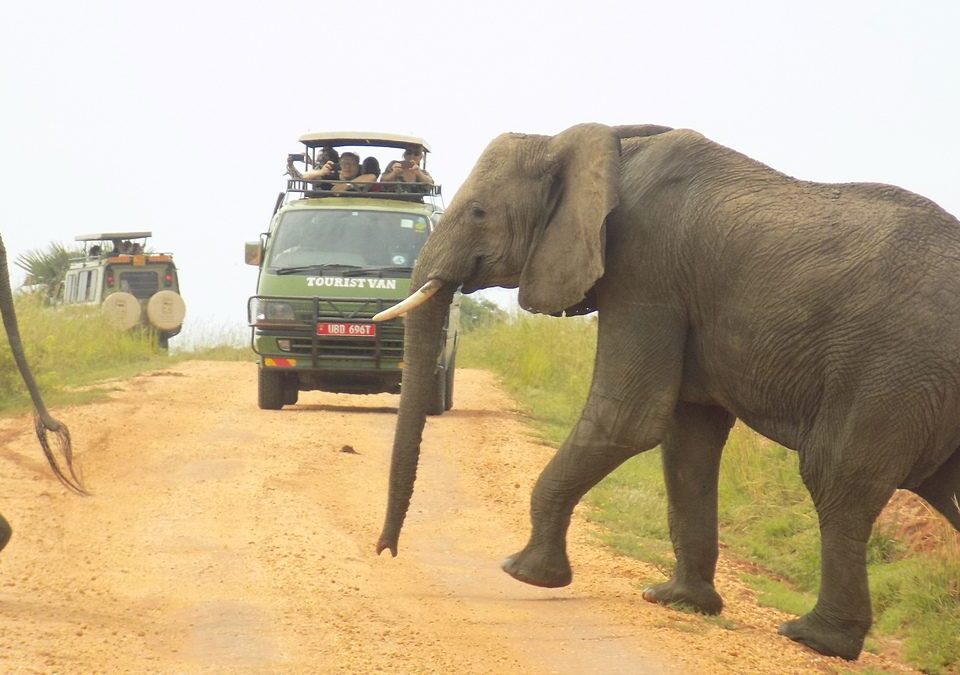 How Much Do Game Drives Cost?