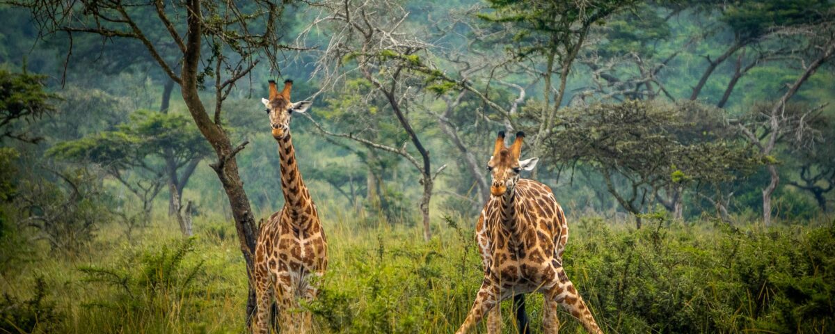 What is the first private game park in Uganda?