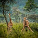 What is the first private game park in Uganda?