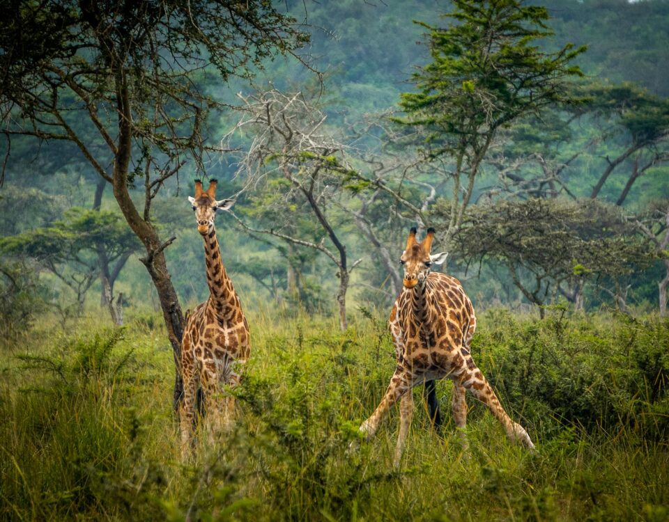 What is the first private game park in Uganda?