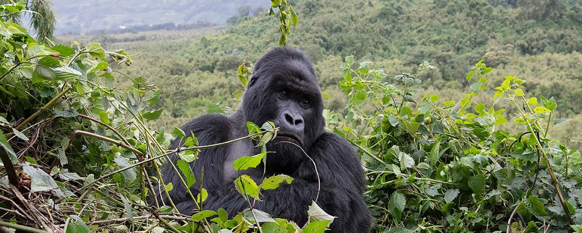 How Do I Prepare for a Gorilla Trekking Adventure?
