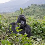 How Do I Prepare for a Gorilla Trekking Adventure?