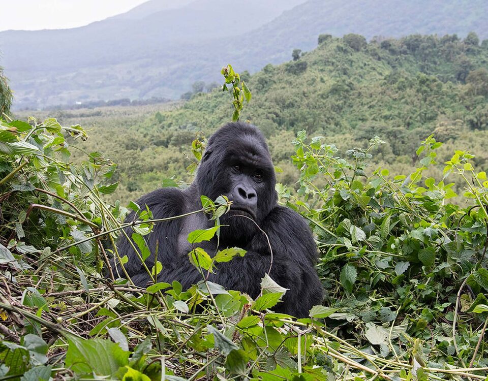 How Do I Prepare for a Gorilla Trekking Adventure?